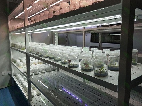 甘南植物组织培养实验室设计建设方案